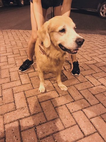 Golden - Golden Retriever Dog