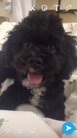 Pepper (Maltipoo) - Poodle + Maltese Dog