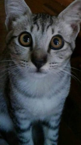Grey  - American Shorthair Cat