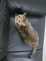 Sos 🆘 Owner Leaving Msia - Domestic Short Hair Cat