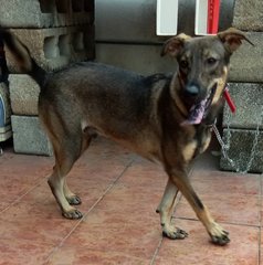 Bruce Lee - German Shepherd Dog Mix Dog