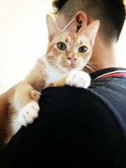 阿福 Afu - Domestic Short Hair + Tabby Cat