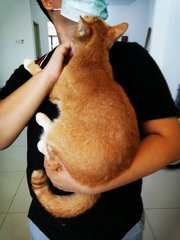 阿福 Afu - Domestic Short Hair + Tabby Cat