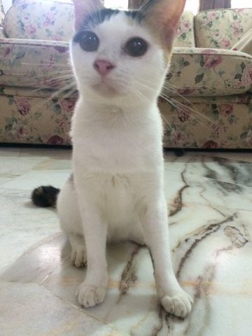 Clary Fray - Domestic Medium Hair Cat