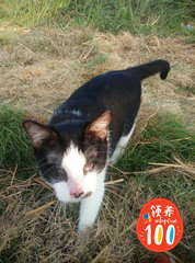 Eyeless Cat Yuanyuan 瞎眼圆圆 - Domestic Short Hair Cat