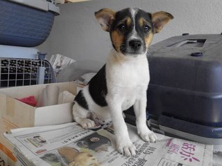 Doggie Rl2 - Mixed Breed Dog