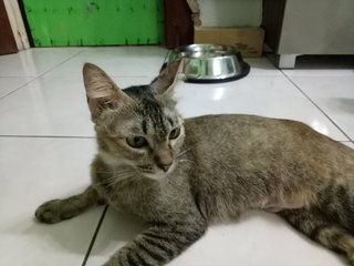 Kitten Ra9 - Domestic Short Hair Cat