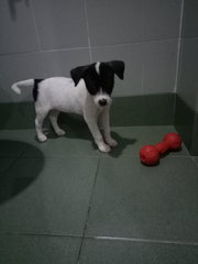 Doggie R11 - Mixed Breed Dog