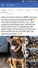 Short Leg Male (Kou Lou) - Mixed Breed Dog