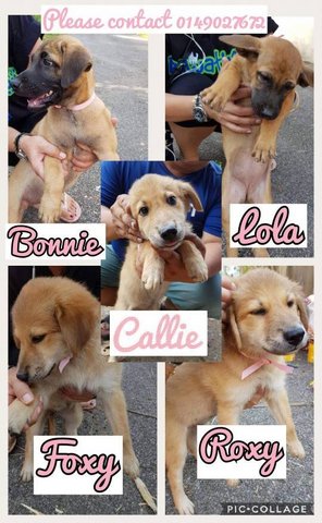 Bonnie, Callie, Lola, Foxy &amp; Roxy - Mixed Breed Dog