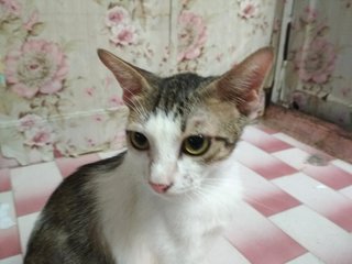 Mr Ciki - Domestic Short Hair + Domestic Long Hair Cat