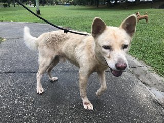 Found In Bu - Mixed Breed Dog