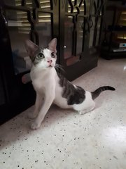 Cotton~~soft Soft (Please Help) - Domestic Short Hair Cat