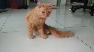 Pudding - Domestic Short Hair + Persian Cat