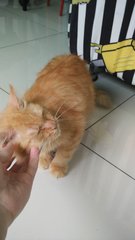 Pudding - Domestic Short Hair + Persian Cat