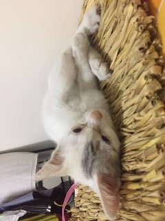 Gor Gor &amp; Mei Mei - Domestic Short Hair Cat