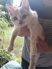 Coco - Domestic Medium Hair Cat