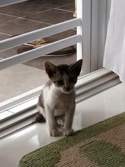 Grey, &amp; Sylvester - Domestic Short Hair Cat