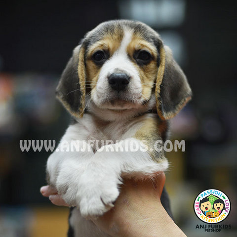 Quality Male Beagle P2uppy - Beagle Dog