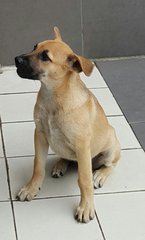 Scooby  (Plz See Video) Adopted - Mixed Breed Dog