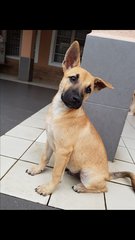 Scooby  (Plz See Video) Adopted - Mixed Breed Dog