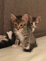 Boi And Fluffy - Domestic Medium Hair Cat