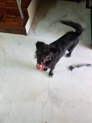Reymo Lost In Malacca - Mixed Breed Dog