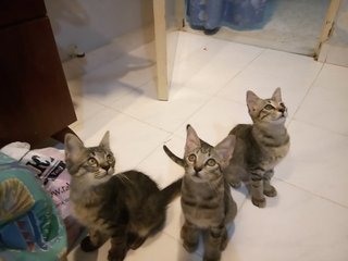 3 Little Kittens - Domestic Medium Hair Cat