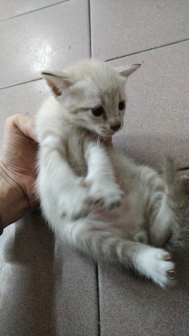 Iceball - Domestic Short Hair Cat