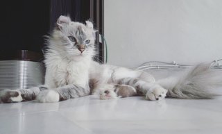 ⚘ Meshira ⚘ - American Curl Cat