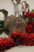 Christmas kitten (female)