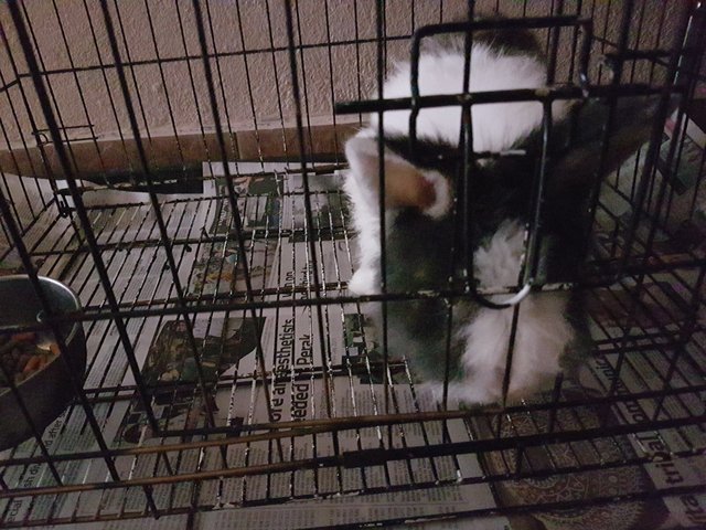 Prince - Angora Rabbit Rabbit