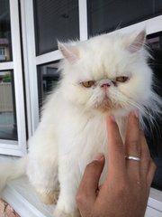 PF85775 - Persian Cat