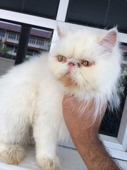 PF85775 - Persian Cat