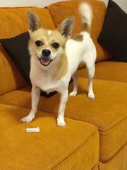 Dudu- Reward Rm2,000 To Finder - Chihuahua Dog
