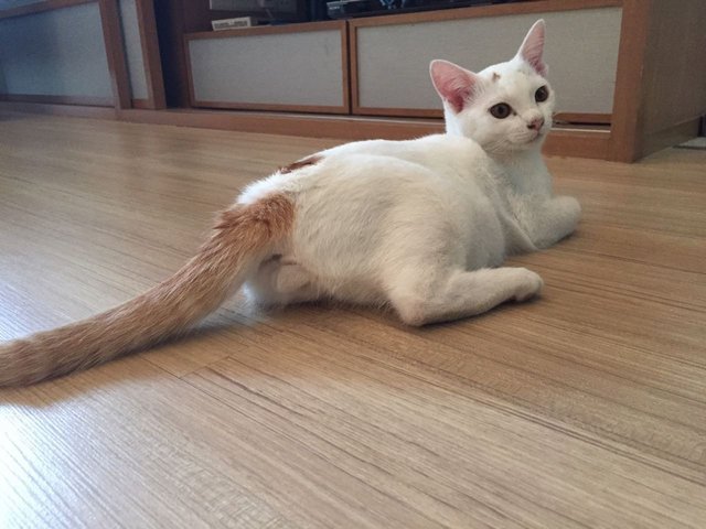Snowy - Domestic Medium Hair Cat