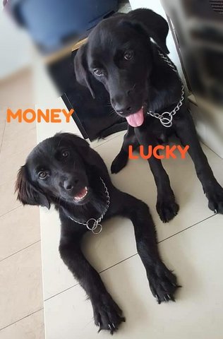 Lucky  And Money - Mixed Breed Dog