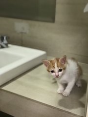 Polo  - Domestic Medium Hair Cat