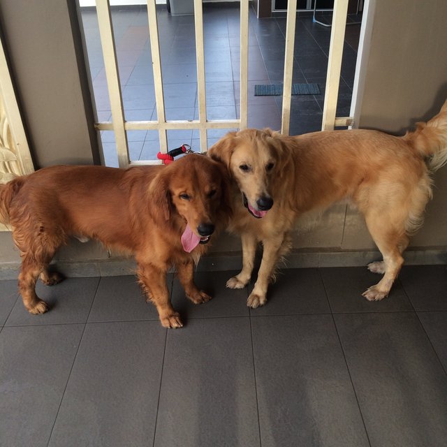 Cody &amp; Toby - Golden Retriever Dog