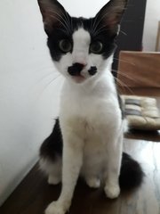 Jackie - Domestic Long Hair Cat