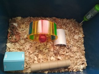 Coki-coki - Syrian / Golden Hamster Hamster