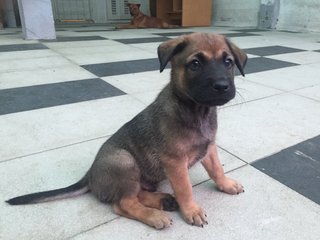 PF85891 - Mixed Breed Dog