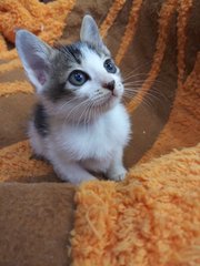 Hansel And Gretel - American Shorthair Cat