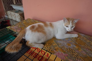 Three-three(Ti-ti) - Domestic Medium Hair Cat