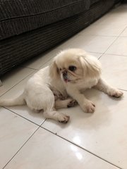 Xingfu幸福 - Pekingese Dog