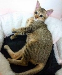Taiga - Domestic Short Hair Cat