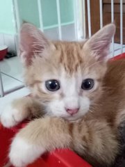 Kitten Ra14 - Domestic Short Hair Cat