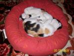Cats-baby,manja,comel. - Tortoiseshell + Calico Cat