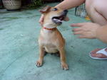 Roy - Mixed Breed Dog