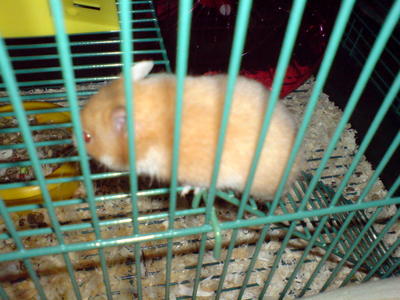 Miao Chai - Syrian / Golden Hamster Hamster
